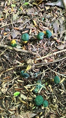 Leotia lubrica image
