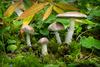 Conifer Roundhead - Photo (c) Mike Potts, some rights reserved (CC BY-NC-ND), uploaded by Mike Potts