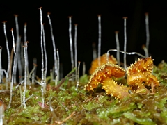 Neobarya agaricicola