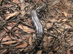 Cyclodomorphus gerrardii