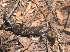 Cyclodomorphus gerrardii