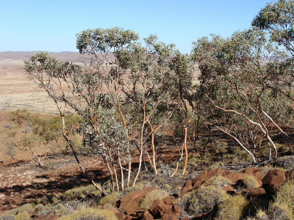 Eucalyptus repullulans Nicolle