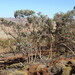 Eucalyptus repullulans - Photo (c) Dean Nicolle, some rights reserved (CC BY-NC), uploaded by Dean Nicolle