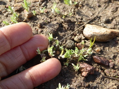 Psilocarphus tenellus