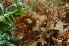 Haloplegma preissii