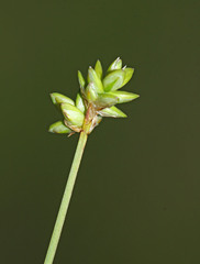Carex tenuiflora