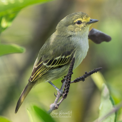 Golden-Faced Tyrannulet photo 1