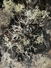 Thamnolia vermicularis ssp. subuliformis image