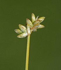 Carex tenuiflora