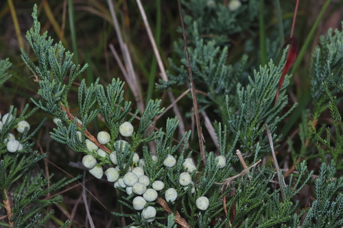 Creeping juniper (Juniperus horizontalis)