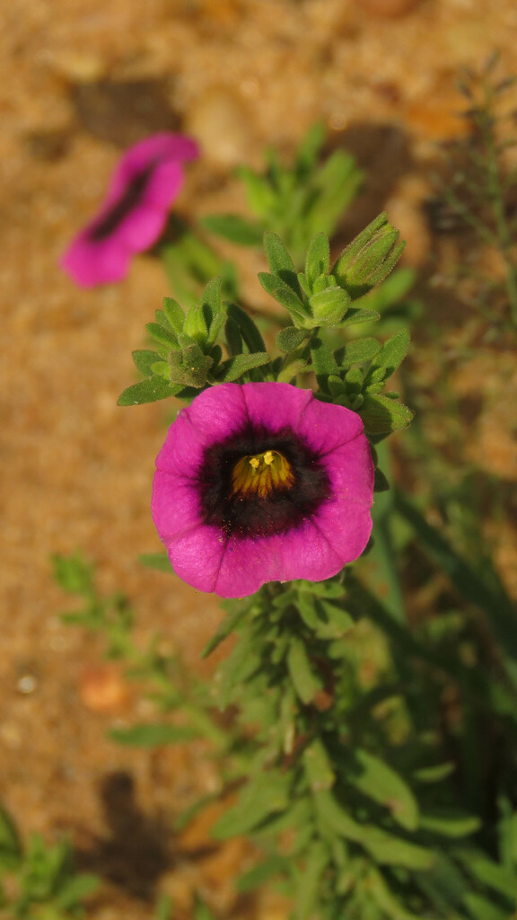 Calibrachoa thymifolia