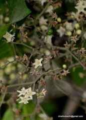 Ehretia laevis