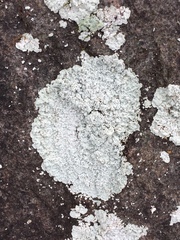 Lepraria normandinoides