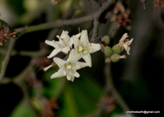 Ehretia laevis