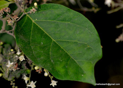 Ehretia laevis