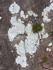 Lepraria normandinoides