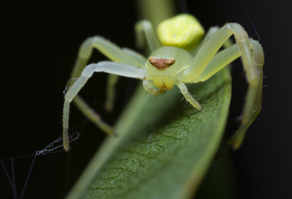 crab spiders