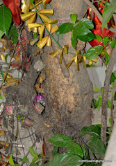 Ehretia laevis
