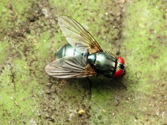 Eudasyphora
