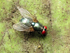 Eudasyphora