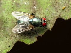Eudasyphora