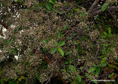 Ehretia laevis