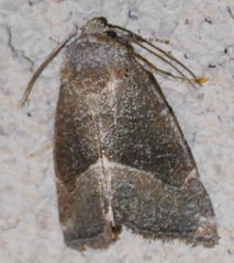 Plagiomimicus spumosum