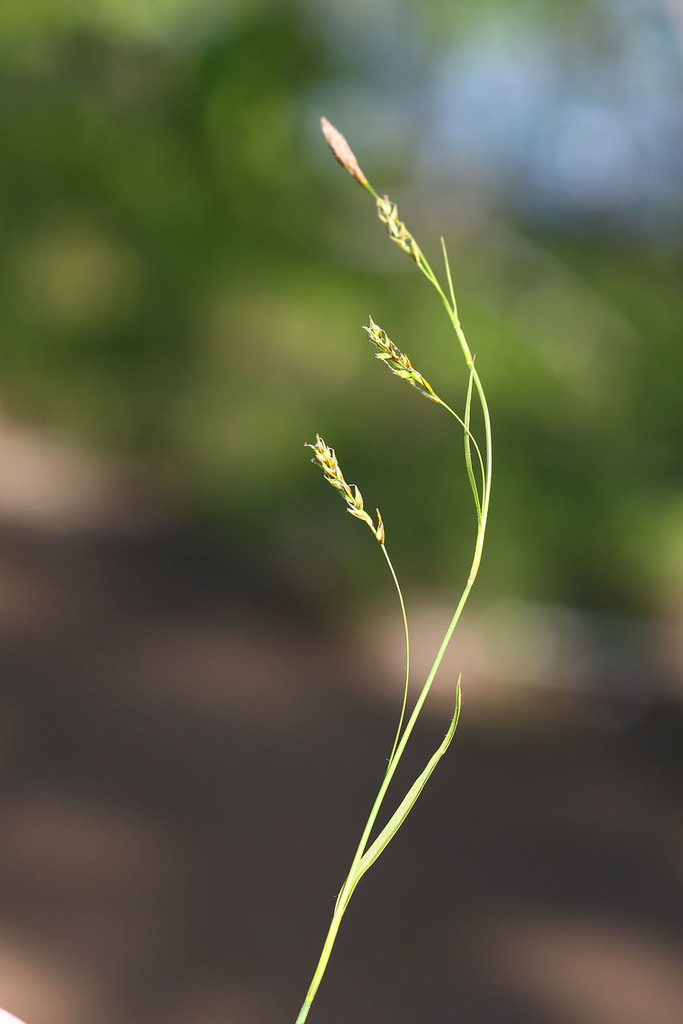 Carex tenuiformis