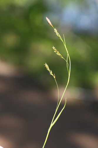 Carex tenuiformis iNat (3)