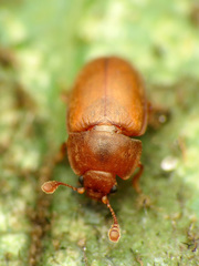Epuraea aestiva