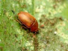Epuraea aestiva