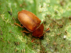 Epuraea aestiva
