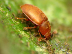 Epuraea aestiva