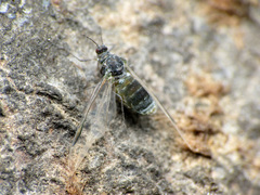 Grylloprociphilus imbricator