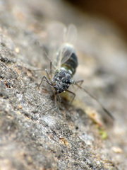 Grylloprociphilus imbricator