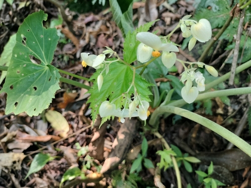 Begonia wollnyi, photograph 3