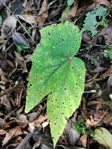 Begonia wollnyi, photograph 4