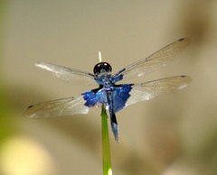 Rhyothemis triangularis