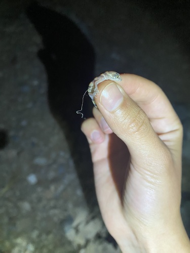 Texas Banded Gecko