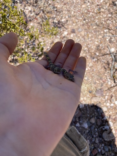 Texas Banded Gecko
