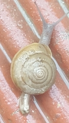 Ariophantidae