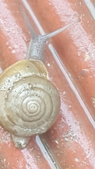 Ariophantidae