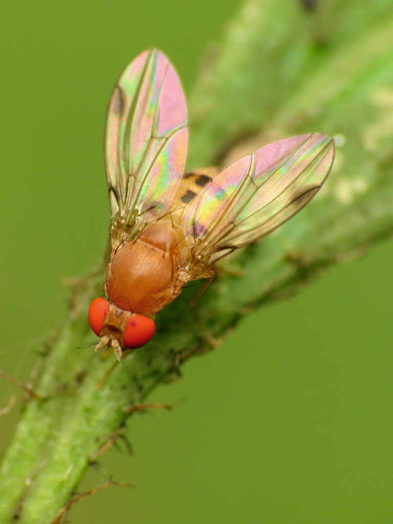 Steganinae