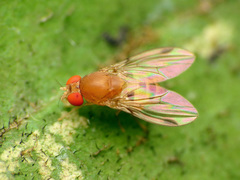 Leucophenga varia