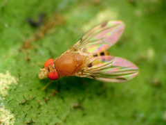 Leucophenga varia