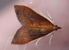 Udea daiclesalis