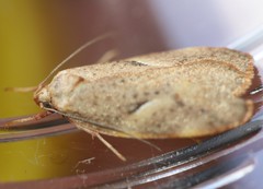 Proteodes carnifex