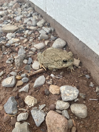 Texas Toad