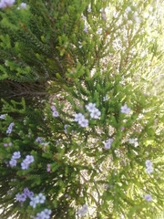 Euchaetis