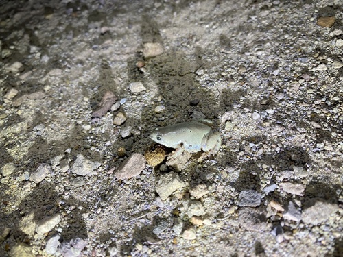Western Narrow-mouthed Toad